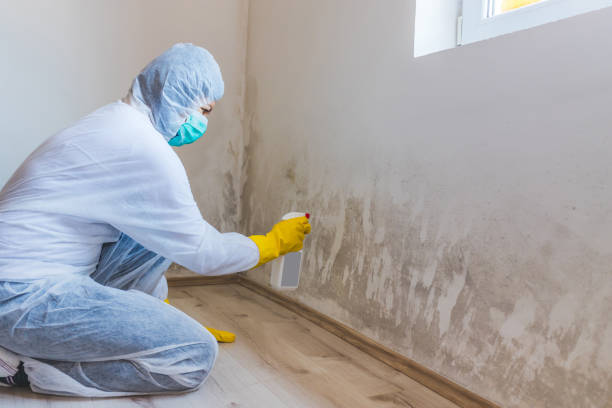 Licensed Black Mold Remediation service in Hampton, VA - 24 Hour Mold Removal
