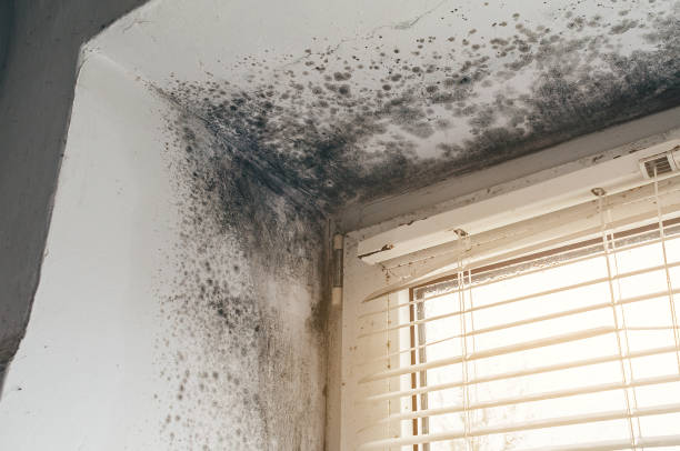 Affordable Black Mold Remediation solutions in Hampton, VA