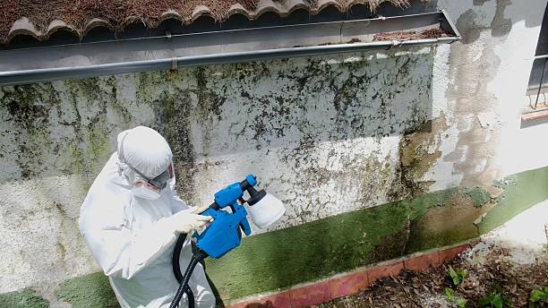 Top rated local Black Mold Remediation specialists in Hampton, VA